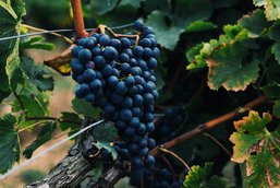 © Domaine la Roubine mit freundlicher Genehmigung