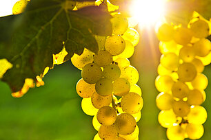 Weingut Johanninger Rheinhessen Nahe
