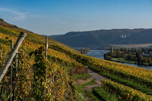 Weingut Nick Köwerich | Mosel